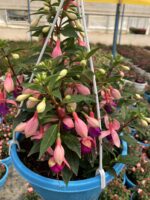 Şafak Masalı Dolgun Küpeli Çiçeği (Fuchsia hybrida)