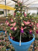 Şafak Masalı Dolgun Küpeli Çiçeği (Fuchsia hybrida) - Görsel 4