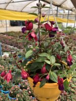 Kızıltaş Küpelisi Dolgun Form - Küpeli Çiçeği (Fuchsia hybrida) - Görsel 3