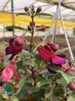 Kızıltaş Küpelisi Dolgun Form - Küpeli Çiçeği (Fuchsia hybrida) - Görsel 2