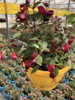 Kızıltaş Küpelisi Dolgun Form - Küpeli Çiçeği (Fuchsia hybrida) - Görsel 4