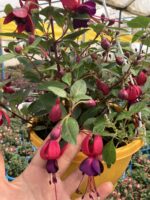 Kızıltaş Küpelisi Dolgun Form - Küpeli Çiçeği (Fuchsia hybrida)