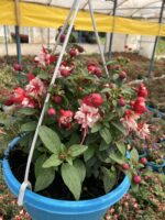 Alabeyaz Katlı Dolgun Küpeli Çiçeği (Fuchsia hybrida) - Görsel 3