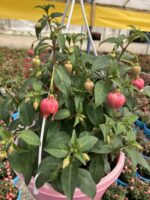 Ayışığı Katlısı Dolgun Form - Küpeli Çiçeği (Fuchsia hybrida) - Görsel 2