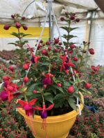 Mistik Küpelisi Dolgun Form - Küpeli Çiçeği (Fuchsia hybrida) - Görsel 3
