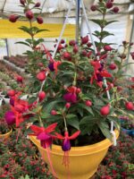 Mistik Küpelisi Dolgun Form - Küpeli Çiçeği (Fuchsia hybrida)
