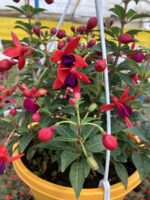 Mistik Küpelisi Dolgun Form - Küpeli Çiçeği (Fuchsia hybrida) - Görsel 2