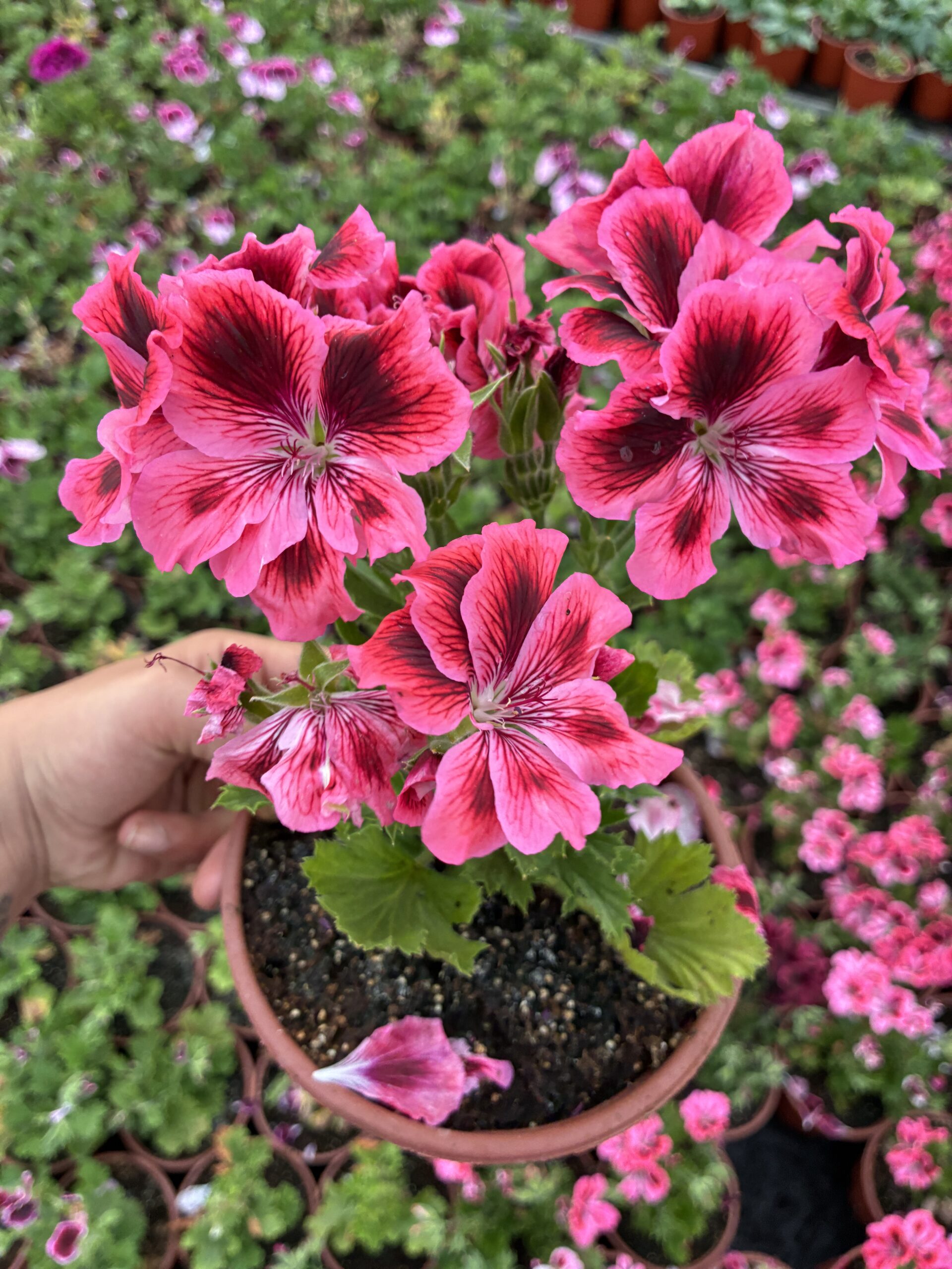 IMG_6477 Nar Baharı Canan Ceylan Gözü Sardunyası (Pelargonium grandiflorum) - Görsel 1