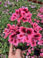 Nar Baharı Canan Ceylan Gözü Sardunyası (Pelargonium grandiflorum) - Görsel 2