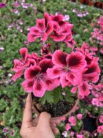 Nar Baharı Canan Ceylan Gözü Sardunyası (Pelargonium grandiflorum) - Görsel 3