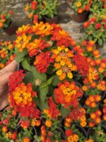 Narenciye Paketi Ağaç Minesi (Lantana camara) - Görsel 3