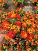 Narenciye Paketi Ağaç Minesi (Lantana camara) - Görsel 4