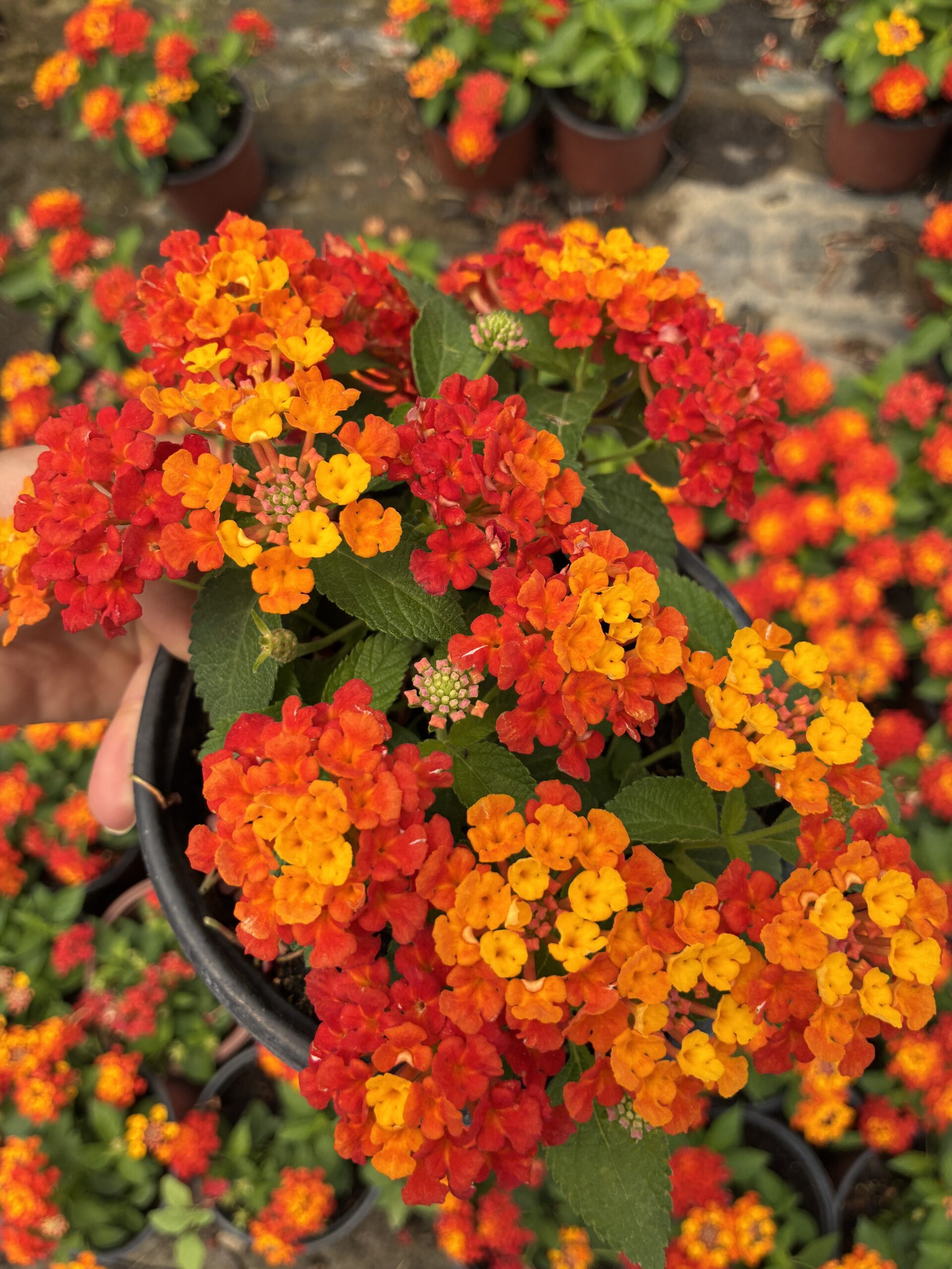 IMG_8210 Narenciye Paketi Ağaç Minesi (Lantana camara) - Görsel 1
