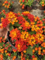 Narenciye Paketi Ağaç Minesi (Lantana camara) - Görsel 2