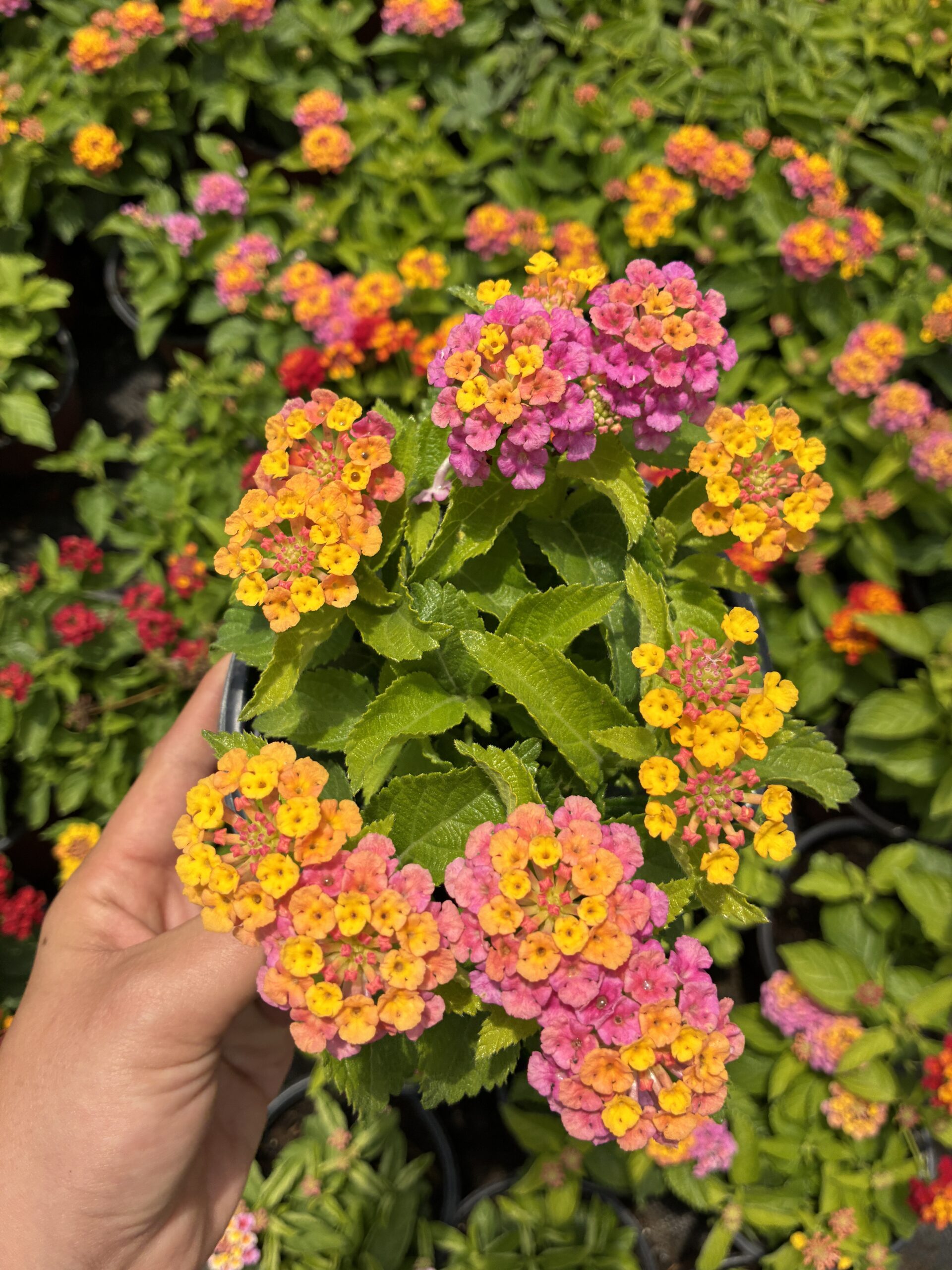 IMG_8252 Şeker Buketi Ağaç Minesi (Lantana camara) - Görsel 1