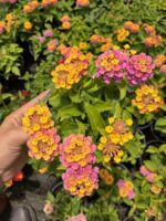 Şeker Buketi Ağaç Minesi (Lantana camara) - Görsel 2