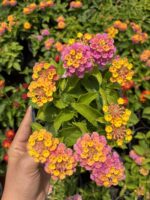 Şeker Buketi Ağaç Minesi (Lantana camara) - Görsel 3
