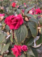 Velmira Katlı Cam Güzeli (Impatiens walleriana)