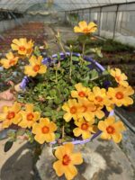 Güneş Sarısı Semizotu Yapraklı İpek Çiçeği Askılı (Portulaca yubi)