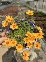 Güneş Sarısı Semizotu Yapraklı İpek Çiçeği Askılı (Portulaca yubi) - Görsel 3