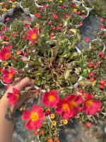 Nar Pembesi Semizi - Semizotu Yapraklı İpek Çiçeği (Portulaca Yubi) - Görsel 2