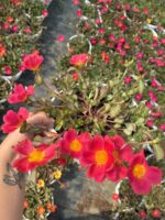 Nar Pembesi Semizi - Semizotu Yapraklı İpek Çiçeği (Portulaca Yubi)