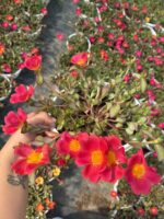 Nar Pembesi Semizi - Semizotu Yapraklı İpek Çiçeği (Portulaca Yubi) - Görsel 3