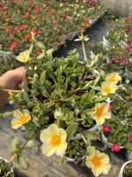 İnci Kreması Semizotu Yapraklı İpek Çiçeği Askılı (Portulaca umbraticola) - Görsel 4