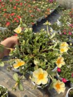 İnci Kreması Semizotu Yapraklı İpek Çiçeği Askılı (Portulaca umbraticola) - Görsel 3