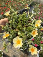 İnci Kreması Semizotu Yapraklı İpek Çiçeği Askılı (Portulaca umbraticola) - Görsel 2