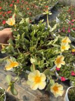 İnci Kreması Semizotu Yapraklı İpek Çiçeği Askılı (Portulaca umbraticola)