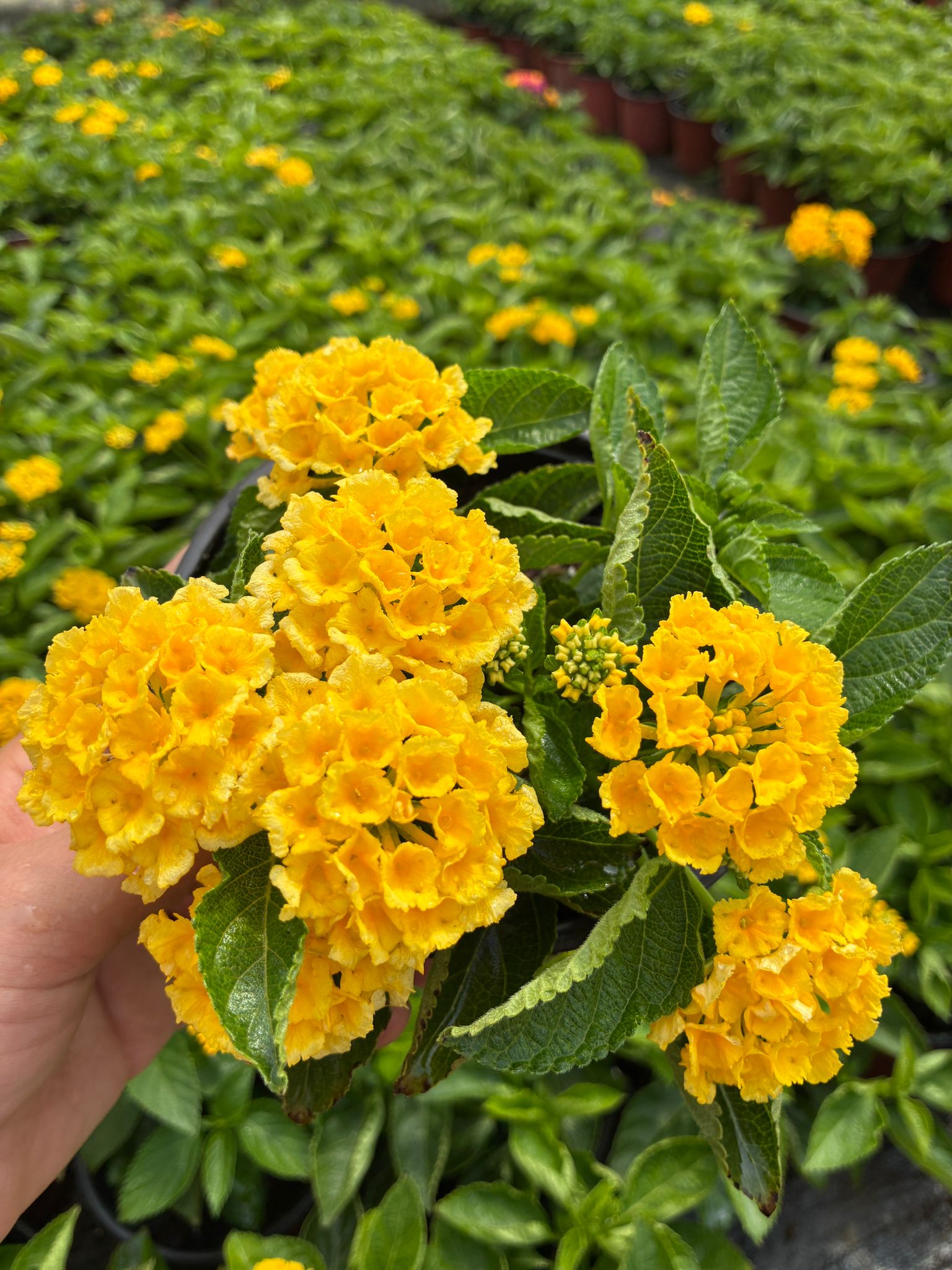 WhatsApp Image 2026-05-23 at 21.01.32 (1) Güneş Lokumu Ağaç Minesi (Lantana camara) - Görsel 1