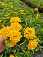 Güneş Lokumu Ağaç Minesi (Lantana camara) - Görsel 2