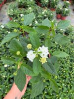 İnci Paketi Mine Ağacı (Lantana camara) - Görsel 2