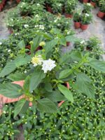 İnci Paketi Mine Ağacı (Lantana camara) - Görsel 3