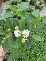 İnci Paketi Mine Ağacı (Lantana camara)