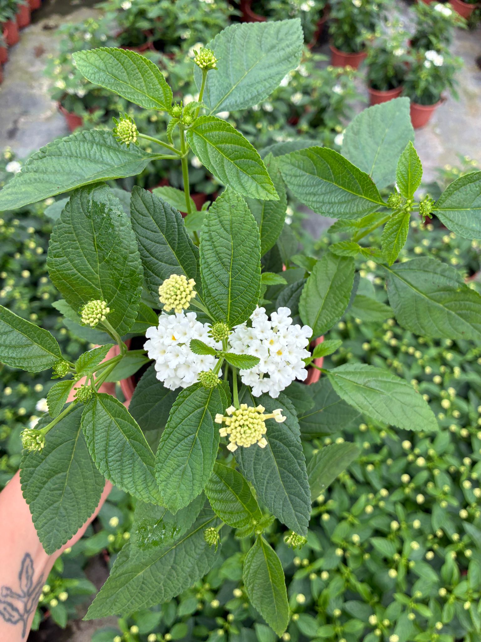 WhatsApp Image 2026-05-23 at 21.01.41 İnci Paketi Mine Ağacı (Lantana camara) - Görsel 1