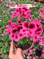 8’li Canan Ceylan Gözü Sardunya Seti Orta Boy (Pelargonium grandiflorum) - Görsel 6