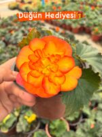 7’li Gelin Damat Begonya Seti (Begonia × tuberhybrida) - Görsel 2