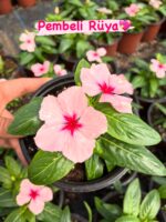 8’li Rozet Çiçeği Seti (Catharanthus roseus)