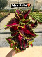 15'li Yaprak Güzeli Seti (Coleus blumei) - Görsel 2