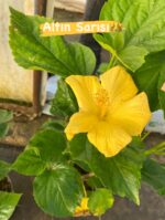 İkili Japon Gülü Seti – Kırmızı ve Sarı (Hibiscus rosa-sinensis) - Görsel 2