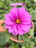 5’li Orta Boy Dalya Seti (Dahlia hybrida)