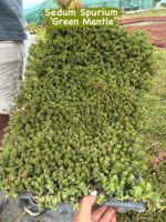 3’lü Sedum Yer Örtücü Set – 45’lik Viyolde - Görsel 3
