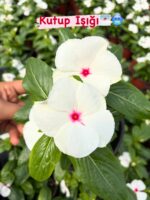 8’li Rozet Çiçeği Seti (Catharanthus roseus) - Görsel 5