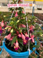 8’li Anaç Boy Küpeli Seti (Fuchsia hybrida) - Görsel 6