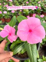 8’li Rozet Çiçeği Seti (Catharanthus roseus) - Görsel 4