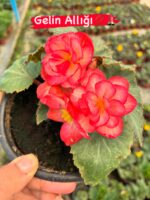 7’li Gelin Damat Begonya Seti (Begonia × tuberhybrida) - Görsel 3