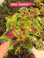 5’li Alev Serisi Yaprak Güzeli (Coleus blumei) - Görsel 3
