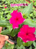 8’li Rozet Çiçeği Seti (Catharanthus roseus) - Görsel 6
